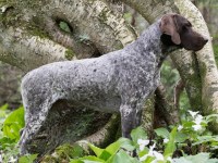German Shorthaired Pointer thumbnail
